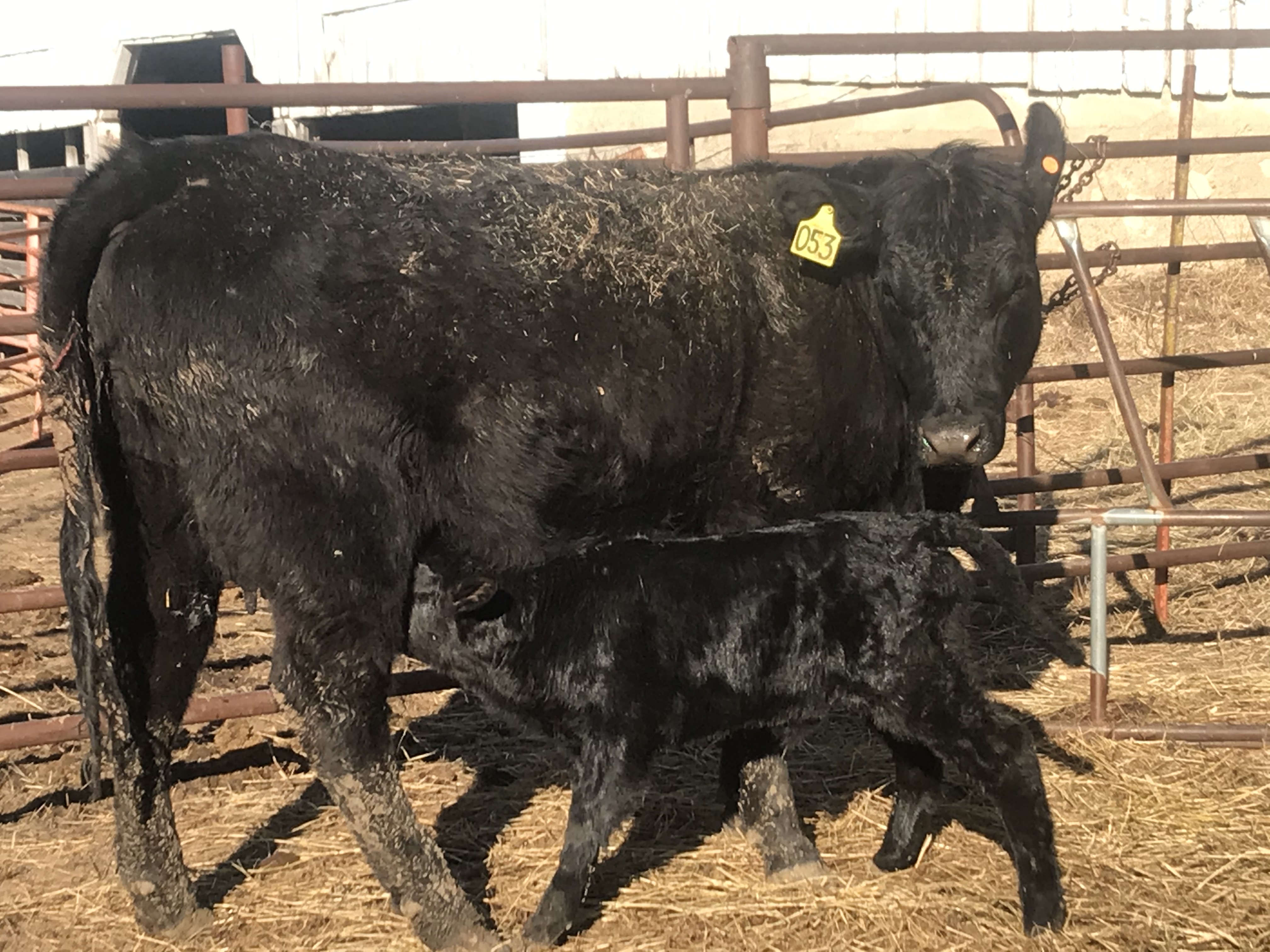 Early Consignments & Future Sales