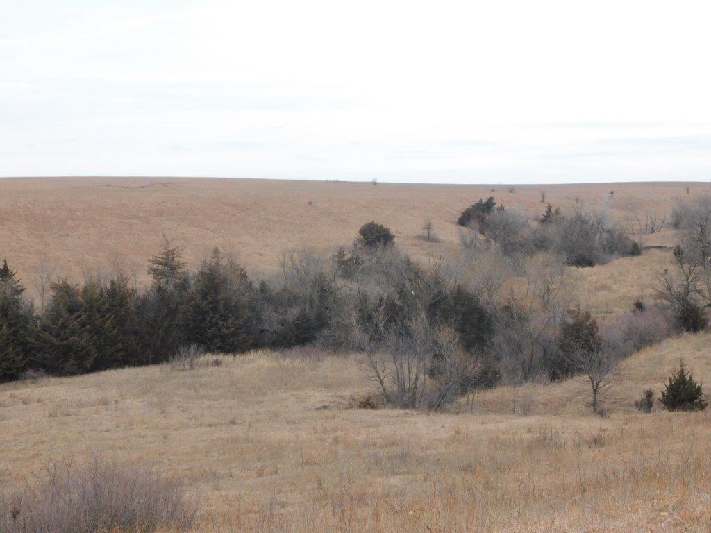 Cline Realty & Auction