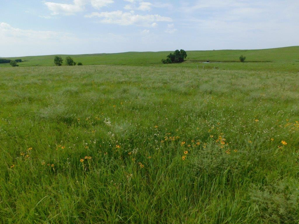 Cline Realty & Auction